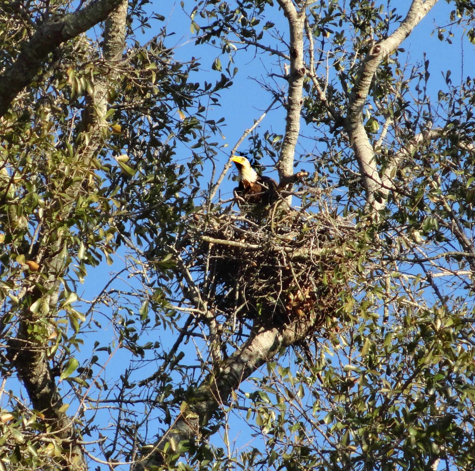 Bald Eagle Nest Monitoring – Orleans Audubon Society